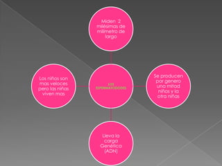 Miden 2
                 milésimas de
                 milímetro de
                     largo




                                   Se producen
Los niños son
                                    por genero
mas veloces            LOS
                                    una mitad
pero las niñas   ESPERMATOZIODES
                                     niños y la
 viven mas
                                     otra niñas




                    Lleva la
                     carga
                   Genética
                     (ADN)
 