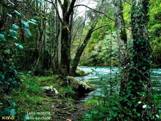 Teño morriña,   teño saudade,  