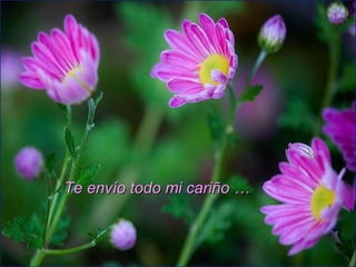 Te envío todo mi cariño …Te envío todo mi cariño …
 