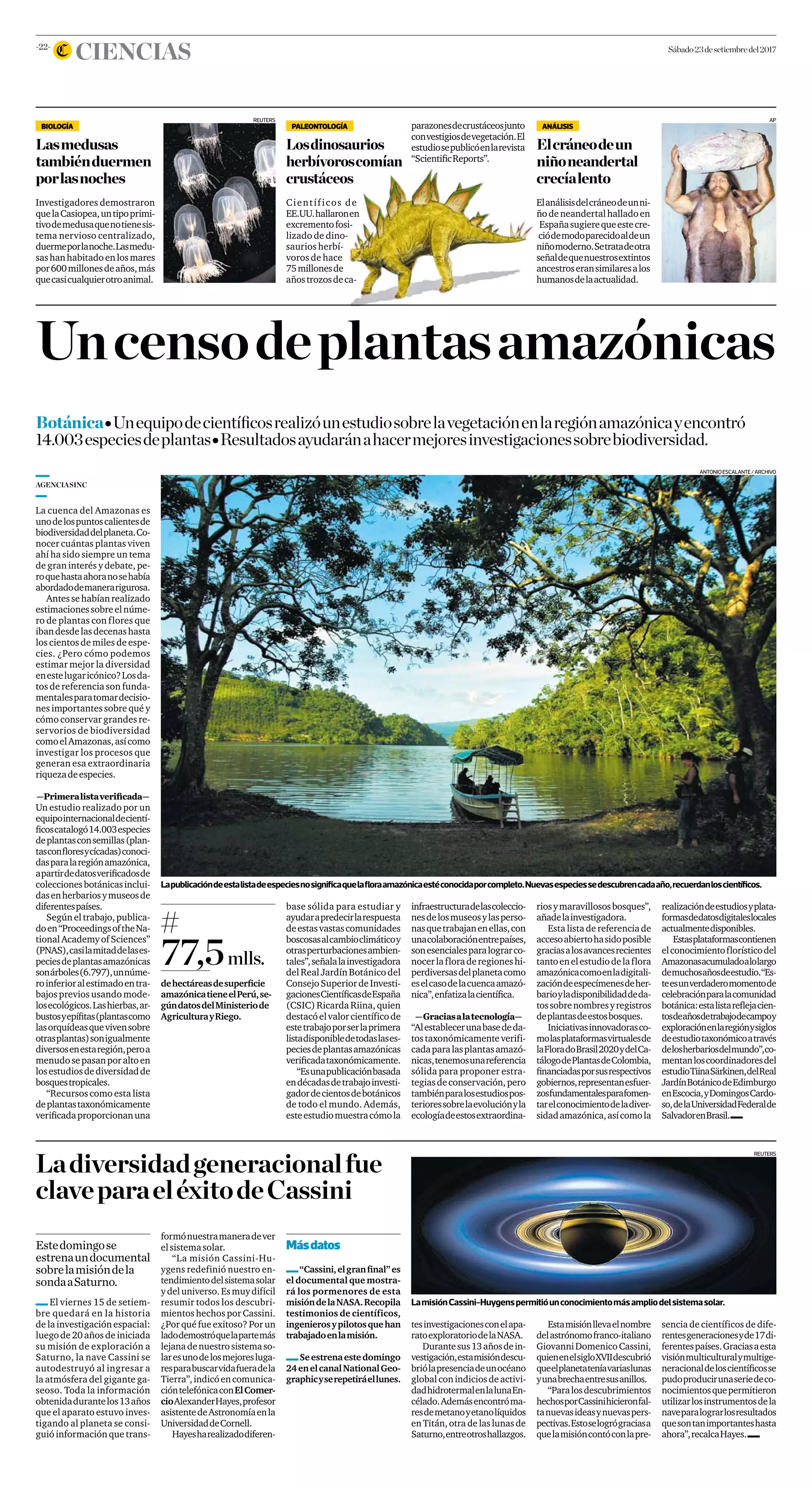 -22-
CIENCIAS Sábado23desetiembredel2017
PALEONTOLOGÍA
Losdinosaurios
herbívoroscomían
crustáceos
Científicos de
EE.UU.hallaronen
excrementofosi-
lizado de dino-
saurios herbí-
voros de hace
75millonesde
añostrozosdeca-
BIOLOGÍA
Lasmedusas
tambiénduermen
porlasnoches
Investigadores demostraron
quelaCasiopea,untipoprimi-
tivodemedusaquenotienesis-
tema nervioso centralizado,
duermeporlanoche.Lasmedu-
sashanhabitadoenlosmares
por600millonesdeaños,más
quecasicualquierotroanimal.
ANÁLISIS
Elcráneodeun
niñoneandertal
crecíalento
Elanálisisdelcráneodeunni-
ñodeneandertalhalladoen
Españasugierequeestecre-
ciódemodoparecidoaldeun
niñomoderno.Setratadeotra
señaldequenuestrosextintos
ancestroseransimilaresalos
humanosdelaactualidad.
REUTERS AP
La cuenca del Amazonas es
unodelospuntoscalientesde
biodiversidaddelplaneta.Co-
nocer cuántas plantas viven
ahí ha sido siempre un tema
de gran interés y debate, pe-
roquehastaahoranosehabía
abordadodemanerarigurosa.
Antessehabíanrealizado
estimacionessobreelnúme-
ro de plantas con flores que
ibandesdelasdecenashasta
los cientos de miles de espe-
cies. ¿Pero cómo podemos
estimar mejor la diversidad
enestelugaricónico?Losda-
tos de referencia son funda-
mentalesparatomardecisio-
nes importantes sobre qué y
cómo conservar grandes re-
servorios de biodiversidad
comoelAmazonas,asícomo
investigar los procesos que
generan esa extraordinaria
riquezadeespecies.
—Primeralistaveriﬁcada—
Un estudio realizado por un
equipointernacionaldecientí-
ﬁcoscatalogó14.003especies
deplantasconsemillas(plan-
tasconﬂoresycícadas)conoci-
dasparalaregiónamazónica,
apartirdedatosveriﬁcadosde
coleccionesbotánicasinclui-
dasenherbariosymuseosde
diferentespaíses.
Segúneltrabajo,publica-
doen“ProceedingsoftheNa-
tionalAcademyofSciences”
(PNAS),casilamitaddelases-
peciesdeplantasamazónicas
sonárboles(6.797),unnúme-
roinferioralestimadoentra-
bajos previos usando mode-
losecológicos.Lashierbas,ar-
bustosyepíﬁtas(plantascomo
lasorquídeasquevivensobre
otrasplantas)sonigualmente
diversosenestaregión,peroa
menudosepasanporaltoen
losestudiosdediversidadde
bosquestropicales.
“Recursos como esta lista
deplantastaxonómicamente
veriﬁcadaproporcionanuna
base sólida para estudiar y
ayudarapredecirlarespuesta
deestasvastascomunidades
boscosasalcambioclimáticoy
otrasperturbacionesambien-
tales”,señalalainvestigadora
del Real Jardín Botánico del
ConsejoSuperiordeInvesti-
gacionesCientíﬁcasdeEspaña
(CSIC) Ricarda Riina, quien
destacóelvalorcientíficode
estetrabajoporserlaprimera
listadisponibledetodaslases-
peciesdeplantasamazónicas
veriﬁcadataxonómicamente.
“Esunapublicaciónbasada
endécadasdetrabajoinvesti-
gadordecientosdebotánicos
de todo el mundo. Además,
esteestudiomuestracómola
infraestructuradelascoleccio-
nesdelosmuseosylasperso-
nasquetrabajanenellas,con
unacolaboraciónentrepaíses,
sonesencialesparalograrco-
nocerlafloraderegioneshi-
perdiversasdelplanetacomo
eselcasodelacuencaamazó-
nica”,enfatizalacientíﬁca.
—Graciasalatecnología—
“Alestablecerunabasededa-
tostaxonómicamenteverifi-
cadaparalasplantasamazó-
nicas,tenemosunareferencia
sólida para proponer estra-
tegiasdeconservación,pero
tambiénparalosestudiospos-
terioressobrelaevoluciónyla
ecologíadeestosextraordina-
riosymaravillososbosques”,
añadelainvestigadora.
Esta lista de referencia de
accesoabiertohasidoposible
graciasalosavancesrecientes
tantoenelestudiodelaflora
amazónicacomoenladigitali-
zacióndeespecímenesdeher-
barioyladisponibilidaddeda-
tossobrenombresyregistros
deplantasdeestosbosques.
Iniciativasinnovadorasco-
molasplataformasvirtualesde
laFloradoBrasil2020ydelCa-
tálogodePlantasdeColombia,
ﬁnanciadasporsusrespectivos
gobiernos,representanesfuer-
zosfundamentalesparafomen-
tarelconocimientodeladiver-
sidadamazónica,asícomola
realizacióndeestudiosyplata-
formasdedatosdigitaleslocales
actualmentedisponibles.
Estasplataformascontienen
elconocimientoflorísticodel
Amazonasacumuladoalolargo
demuchosañosdeestudio.“Es-
teesunverdaderomomentode
celebraciónparalacomunidad
botánica:estalistareﬂejacien-
tosdeañosdetrabajodecampoy
exploraciónenlaregiónysiglos
deestudiotaxonómicoatravés
delosherbariosdelmundo”,co-
mentanloscoordinadoresdel
estudioTiinaSärkinen,delReal
JardínBotánicodeEdimburgo
enEscocia,yDomingosCardo-
so,delaUniversidadFederalde
SalvadorenBrasil.
AGENCIASINC
Uncensodeplantasamazónicas
BotánicaG Unequipodecientíﬁcosrealizóunestudiosobrelavegetaciónenlaregiónamazónicayencontró
14.003especiesdeplantasG Resultadosayudaránahacermejoresinvestigacionessobrebiodiversidad.
Ladiversidadgeneracionalfue
claveparaeléxitodeCassini
El viernes 15 de setiem-
bre quedará en la historia
de la investigación espacial:
luegode20añosdeiniciada
su misión de exploración a
Saturno, la nave Cassini se
autodestruyó al ingresar a
la atmósfera del gigante ga-
seoso. Toda la información
obtenidadurantelos13años
que el aparato estuvo inves-
tigando al planeta se consi-
guió información que trans-
Estedomingose
estrenaundocumental
sobrelamisióndela
sondaaSaturno.
formónuestramaneradever
elsistemasolar.
“La misión Cassini-Hu-
ygens redefinió nuestro en-
tendimientodelsistemasolar
ydeluniverso.Esmuydifícil
resumir todos los descubri-
mientos hechos por Cassini.
¿Por qué fue exitoso? Por un
ladodemostróquelapartemás
lejanadenuestrosistemaso-
laresunodelosmejoresluga-
resparabuscarvidafueradela
Tierra”,indicóencomunica-
cióntelefónicaconElComer-
cioAlexanderHayes,profesor
asistentedeAstronomíaenla
UniversidaddeCornell.
Hayesharealizadodiferen-
REUTERS
LamisiónCassini-Huygenspermitióunconocimientomásampliodelsistemasolar.
sencia de científicos de dife-
rentesgeneracionesyde17di-
ferentespaíses.Graciasaesta
visiónmulticulturalymultige-
neracionaldeloscientíﬁcosse
pudoproducirunaseriedeco-
nocimientosquepermitieron
utilizarlosinstrumentosdela
naveparalograrlosresultados
quesontanimportanteshasta
ahora”,recalcaHayes.
tesinvestigacionesconelapa-
ratoexploratoriodelaNASA.
Durantesus13añosdein-
vestigación,estamisióndescu-
briólapresenciadeunocéano
globalconindiciosde activi-
dadhidrotermalenlalunaEn-
célado.Ademásencontróma-
resdemetanoyetanolíquidos
en Titán, otra de las lunas de
Saturno,entreotroshallazgos.
Estamisiónllevaelnombre
delastrónomofranco-italiano
GiovanniDomenicoCassini,
quienenelsigloXVIIdescubrió
queelplanetateníavariaslunas
yunabrechaentresusanillos.
“Paralosdescubrimientos
hechosporCassinihicieronfal-
tanuevasideasynuevaspers-
pectivas.Estoselogrógraciasa
quelamisióncontóconlapre-
Másdatos
“Cassini,elgranﬁnal”es
el documental que mostra-
rá los pormenores de esta
misióndelaNASA.Recopila
testimonios de científicos,
ingenierosypilotosquehan
trabajadoenlamisión.
Seestrenaestedomingo
24enelcanalNationalGeo-
graphicyserepetiráellunes.
ANTONIOESCALANTE/ARCHIVO
Lapublicacióndeestalistadeespeciesnosigniﬁcaquelaﬂoraamazónicaestéconocidaporcompleto.Nuevasespeciessedescubrencadaaño,recuerdanloscientíﬁcos.
77,5mlls.
dehectáreasdesuperﬁcie
amazónicatieneelPerú,se-
gúndatosdelMinisteriode
AgriculturayRiego.
parazonesdecrustáceosjunto
convestigiosdevegetación.El
estudiosepublicóenlarevista
“ScientiﬁcReports”.
 