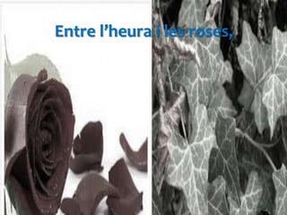 Entre l’heura i les roses,
 