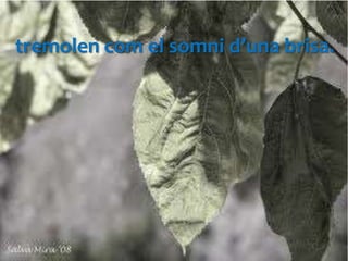 tremolen com el somni d’una brisa.
 