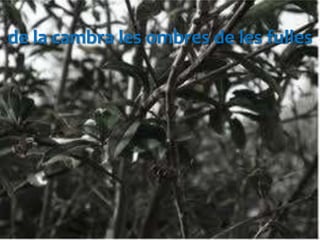 de la cambra les ombres de les fulles
 