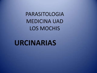 URCINARIAS
PARASITOLOGIA
MEDICINA UAD
LOS MOCHIS
 