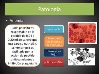 Patología
• Anemia
Cada parasito es
responsable de la
perdida de 0.04 a
0.20 ml de sangre que
usa para su nutrición,
la hemorragia es
facilitada por la
acción de péptido
anticoagulantes e
inhibición plaquetaria
hipocromía
Anisocitosis
con presencia
de microcitos
Hierro sérico
bajo
policromatofilia
 