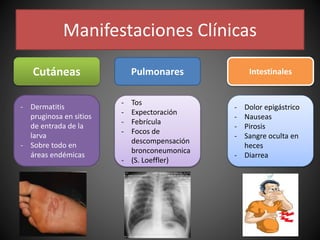 Manifestaciones Clínicas
Cutáneas IntestinalesPulmonares
- Dermatitis
pruginosa en sitios
de entrada de la
larva
- Sobre todo en
áreas endémicas
- Tos
- Expectoración
- Febrícula
- Focos de
descompensación
bronconeumonica
- (S. Loeffler)
- Dolor epigástrico
- Nauseas
- Pirosis
- Sangre oculta en
heces
- Diarrea
 