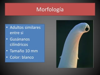 Morfología
• Adultos similares
entre si
• Gusánanos
cilíndricos
• Tamaño 10 mm
• Color: blanco
 