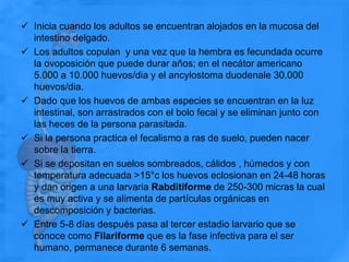  Inicia cuando los adultos se encuentran alojados en la mucosa del
intestino delgado.
 Los adultos copulan y una vez que la hembra es fecundada ocurre
la ovoposición que puede durar años; en el necátor americano
5.000 a 10.000 huevos/dia y el ancylostoma duodenale 30.000
huevos/dia.
 Dado que los huevos de ambas especies se encuentran en la luz
intestinal, son arrastrados con el bolo fecal y se eliminan junto con
las heces de la persona parasitada.
 Si la persona practica el fecalismo a ras de suelo, pueden nacer
sobre la tierra.
 Si se depositan en suelos sombreados, cálidos , húmedos y con
temperatura adecuada >15°c los huevos eclosionan en 24-48 horas
y dan origen a una larvaria Rabditiforme de 250-300 micras la cual
es muy activa y se alimenta de partículas orgánicas en
descomposición y bacterias.
 Entre 5-8 días después pasa al tercer estadio larvario que se
conoce como Filariforme que es la fase infectiva para el ser
humano, permanece durante 6 semanas.
 