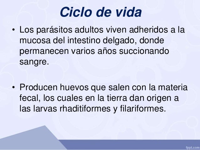 Las noticias sobre las setas los parásitos
