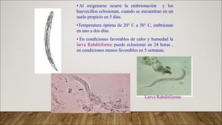 parasitologia de la uncinarias de los nematodos.pdf