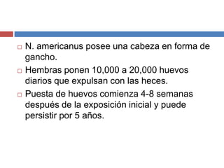  N. americanus posee una cabeza en forma de
gancho.
 Hembras ponen 10,000 a 20,000 huevos
diarios que expulsan con las heces.
 Puesta de huevos comienza 4-8 semanas
después de la exposición inicial y puede
persistir por 5 años.
 