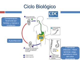 Ciclo Biológico
Contaminación
fecal-oral por
fomites y manos o
inhalación
2 semanas
infección ->íleon
terminal, ciego,
apéndice e inicio
del colon
ascendente
Autoinfección
 
