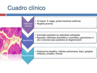 Cuadro clínico
Infección
urinaria
• Al migrar  vejiga, portan bacterias entéricas
• Mujeres jóvenes
Apendicitis
• Coinciden parásitos luz apéndices extirpados
• Reportes: infiltrados eosinófilos y neutrófilos, granulomas in
situ y necrosis asoc parásitos en degeneración
Migraciones
• Parénquima hepático, nódulos pulmonares, bazo, ganglios
linfáticos, próstata, riñones
 