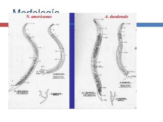 Uncinariasis y-enterobiasis ancylostoma duodenale diagram 