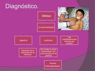 Diagnóstico. 
Clínico 
digestiva 
Depende de la 
intensidad de la 
infección 
pulmonar 
Es similar a otras 
helmintiasis con 
ciclo larvario en el 
pulmón 
Ascaris 
Estrongiloidiasis. 
Las 
manifestaciones 
clínicas por 
anemia 
La sintomatología 
 