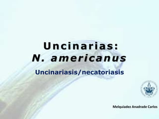 Uncinarias:
N. americanus
Uncinariasis/necatoriasis
Melquiadez Anadrade Carlos
 