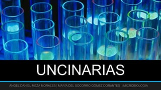 UNCINARIAS
ÁNGEL DANIEL MEZA MORALES | MARÍA DEL SOCORRO GÓMEZ DORANTES | MICROBIOLOGIA
 
