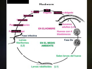 Es
                      Faringe     tragado   Intestino delgado
             Tráquea
       Pulmones

Pasa a circulación                                 Gusanos
                                                   adultos (L3)
                             EN ELHOMBRE
Penetra la piel                               Huevos con 4
                                              blastómeros
            Fase infectiva
          Larvas                                     Fase Dx
       filariformes             EN EL MEDIO
            (L2)                 AMBIENTE



                                              Salen larvas del huevo



                      Larvas rabditoides    (L1)
 