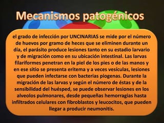 el grado de infección por UNCINARIAS se mide por el número
  de huevos por gramo de heces que se eliminen durante un
 día, el parásito produce lesiones tanto en su estadio larvario
   y de migración como en su ubicación intestinal. Las larvas
  filariformes penetran en la piel de los pies o de las manos y
 en ese sitio se presenta eritema y a veces vesículas, lesiones
   que pueden infectarse con bacterias piogenas. Durante la
   migración de las larvas y según el número de éstas y de la
 sensibilidad del huésped, se puede observar lesiones en los
   alveolos pulmonares, desde pequeñas hemorragias hasta
infiltrados celulares con fibroblastos y leucocitos, que pueden
                  llegar a producir neumonitis.
 