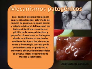 En el periodo intestinal las lesiones
en este sitio depende, sobre todo del
número de gusanos , lesiones previas
y estado nutricional del huesped. Las
  lesiones intestinales consisten en
  pérdida de la mucosa intestinal y
pequeñas ulceraciones en los lugares
  donde se adhieren las uncinarias
 mediante la cápsula bucal en estas
 zonas y hemorragia causada por la
  acción directa de los parásitos. Al
efectuar la observación microscópica
  se observa intensa eosinofilos de
        mucosa y submucosa.

                                         Ancylostoma caninum.
 