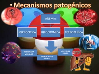 ANEMIA



MICROCITICA      HIPOCROMICA            FERROPENICA




   HIPERPLASIA                      AFECCIONES
                                      HIGADO
    MEDULAR
                 ERITROPOYESIS E.
                     HIGADO
 