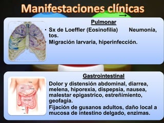 Pulmonar
• Sx de Loeffler (Eosinofília)    Neumonía,
  tos.
• Migración larvaria, hiperinfección.




               Gastrointestinal
• Dolor y distensión abdominal, diarrea,
  melena, hiporexia, dispepsia, nausea,
  malestar epigastrico, estreñimiento,
  geofagia.
• Fijación de gusanos adultos, daño local a
  mucosa de intestino delgado, enzimas.
 