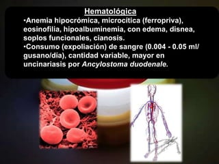 Hematológica
•Anemia hipocrómica, microcítica (ferropriva),
eosinofilia, hipoalbuminemia, con edema, disnea,
soplos funcionales, cianosis.
•Consumo (expoliación) de sangre (0.004 - 0.05 ml/
gusano/día), cantidad variable, mayor en
uncinariasis por Ancylostoma duodenale.
 
