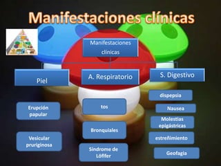 Manifestaciones
                  clínicas



              A. Respiratorio    S. Digestivo
    Piel
                                 dispepsia

Erupción          tos               Nausea
papular
                                  Molestias
                                 epigástricas
              Bronquiales
 Vesicular                      estreñimiento
pruriginosa
              Síndrome de
                 Löflfer            Geofagia
 