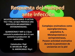 NECATOR AMERICANUS  ACTIVA
TH1 Y TH2, LO QUE PROVOCA UNA
  RESPUESTA INFLAMATORIA Y
       ENTEROPATOGENA.                Complejos enzimaticos como
                                          aspergilproteinasa,
  QUIMIOCINAS Y MIP-α-1 Ques                 pepstatina A,
estimula la produccion de IL-5, que        Metaloproteinas y
    aumenta la produccion de
                                           serinproteinasas,
            eosinofilos
                                      Poseen actividad enzimatica
       Calreticulina IgE               durante la penetraion de
       O. BIFURCUM Ig4                   uncianrias en la piel
          N. AMERICANUS Ig E
 