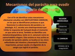 Mecanismos del parásito para evadir
       la respuesta del huésped
      Con el fin de identificar estos mecanismos
                                                            NECATOR
 efectuaron estudios con ANCYLOSTOMA CANINUM,              AMERICANUS
      en los que se identificaron proteasa es que
     favorecían la sobrevivencia del parásito y su
                                                            Catepsinas
   patología. A.C. secreta una cisteinoproteasa que
 inhibe la respuesta del huésped desde el momento          Proteina de
   en que entra la larva. También se identifico una         secrecion
metaloendopeptidasa, tanto en A. canunum como en
caenorhabditis elegans. Esta enzima es muy activa en
                                                           A. CANINUM
el estadio del parásito adulto; se localiza en las micro
  vellosidades del intestino y desempeña funciones
    importantes, porque ayuda a la digestión de la
                                                           Inhibidor de la
             sangre que ingirió el parásito.                 coagulación
 