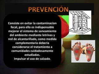 Consiste en evitar la contaminacion
  fecal, para ello es indispensable
mejorar el sistema de saneamiento
 del ambiente mediante letrinas y
red de alcantarillado, como medida
      complementaria deberia
    considerarse el tratamiento a
   comunidades cuidadosamente
             estudiadas.
     Impulsar el uso de calzado.
 