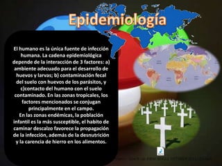 El humano es la única fuente de infección
     humana. La cadena epidemiológica
depende de la interacción de 3 factores: a)
 ambiente adecuado para el desarrollo de
  huevos y larvas; b) contaminación fecal
  del suelo con huevos de los parásitos, y
     c)contacto del humano con el suelo
 contaminado. En las zonas tropicales, los
      factores mencionados se conjugan
         principalmente en el campo.
    En las zonas endémicas, la población
infantil es la más susceptible, el habito de
caminar descalzo favorece la propagación
de la infección, además de la desnutrición
  y la carencia de hierro en los alimentos.
 