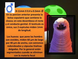 MACHO. 8-11mm X 0.4 a 0.5mm ø
 En su porcion anterior presenta la
  bolsa copulatriz que contiene la
cloaca; en esta desemboca el recto
y el conducto genital. El testículo es
 único, sus 2 espículas miden 1mm
            de longitud.

 Los huevos que pone las hembra
son ovoides, miden 60 µm de largo
por 40 µm de ancho, con extremos
  redondeados y cápsulas hialinas
   delgadas. Por lo general están
 segmentados cuando se eliminan
        con la materia fecal
 