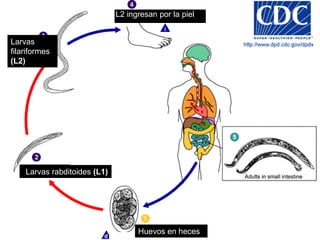 L2 ingresan por la piel


Larvas
filariformes
(L2)




    Larvas rabditoides (L1)




                                    Huevos en heces
 
