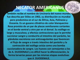 NECATOR AMERICANUS
También recibe el nombre de Uncinaria del nuevo mundo;
fue descrita por Stiles en 1902, su distribución es mundial
    pero predomina en el sur de África, Asia, Polinesia y
   Oceanía. Es un gusano cilíndrico de color blanquecino
 Rosa provisto de un par de placas semilunares cortantes
 en el borde ventral y otro par en el dorsal. Su esófago es
largo y musculoso, y efectúa contracciones que le permite
succionar sangre y conducirla al intestino del parásito, las
  glándulas excretoras son anticoagulantes que favorecen
    el flujo de sangre a través intestino del parásito y la
      contracción del esófago actúa como una bomba
 succionadora de sangre. Los huevos son semejantes a los
  de A. DUODENALE y es difícil hacer la diferenciación, la
  forma larvarias pasan por las mismas etapas evolutivas
                     que A DUODENALE.
 