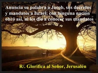 Anuncia su palabra a Jacob, sus decretos
y mandatos a Israel; con ninguna nación
obró así, ni les dio a conocer sus mandatos
R/. Glorifica al Señor, Jerusalén
 