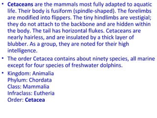 • Cetaceans are the mammals most fully adapted to aquatic
life. Their body is fusiform (spindle-shaped). The forelimbs
are modified into flippers. The tiny hindlimbs are vestigial;
they do not attach to the backbone and are hidden within
the body. The tail has horizontal flukes. Cetaceans are
nearly hairless, and are insulated by a thick layer of
blubber. As a group, they are noted for their high
intelligence.
• The order Cetacea contains about ninety species, all marine
except for four species of freshwater dolphins.
• Kingdom: Animalia
Phylum: Chordata
Class: Mammalia
Infraclass: Eutheria
Order: Cetacea
 
