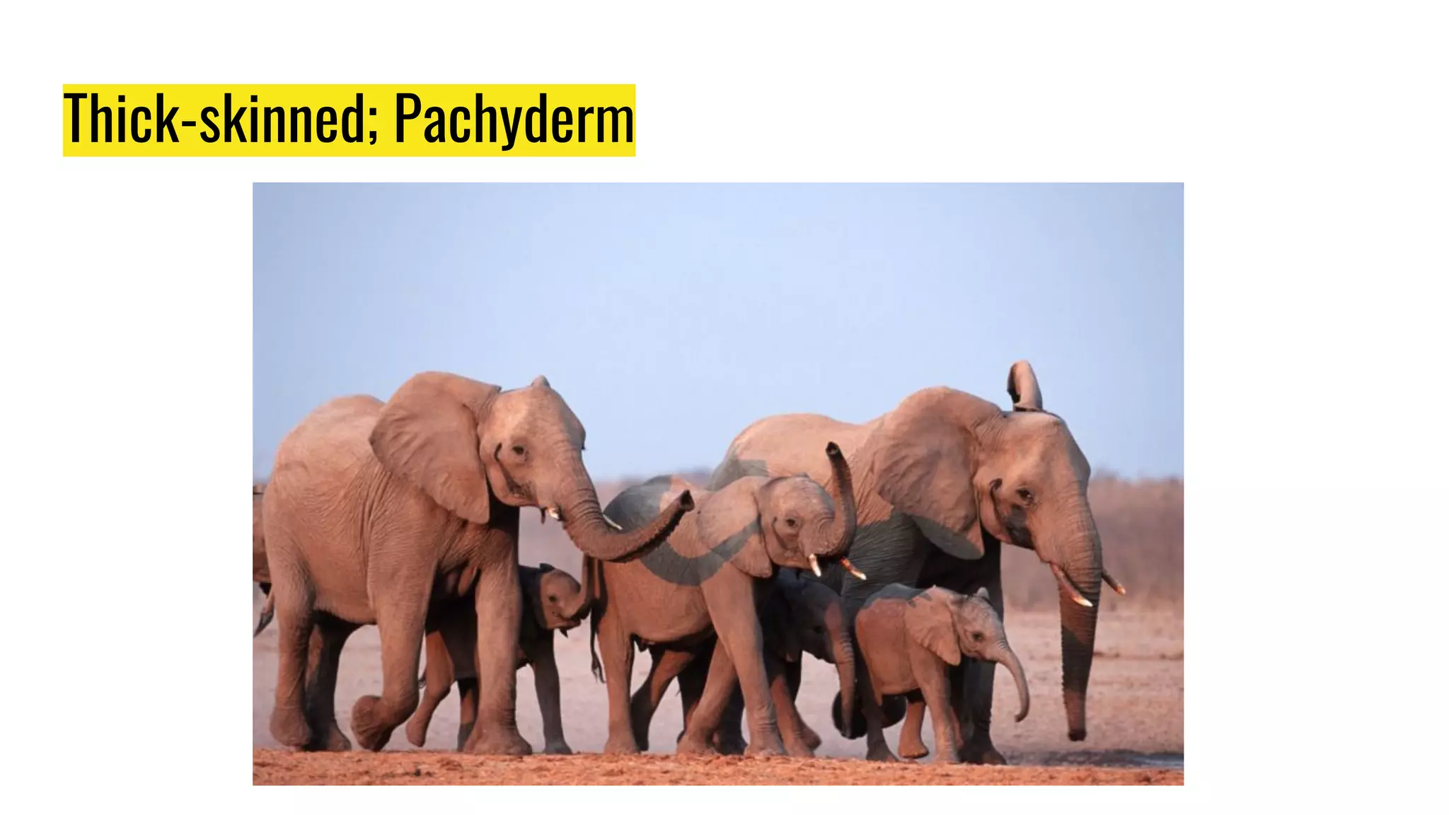 Thick-skinned; Pachyderm
 