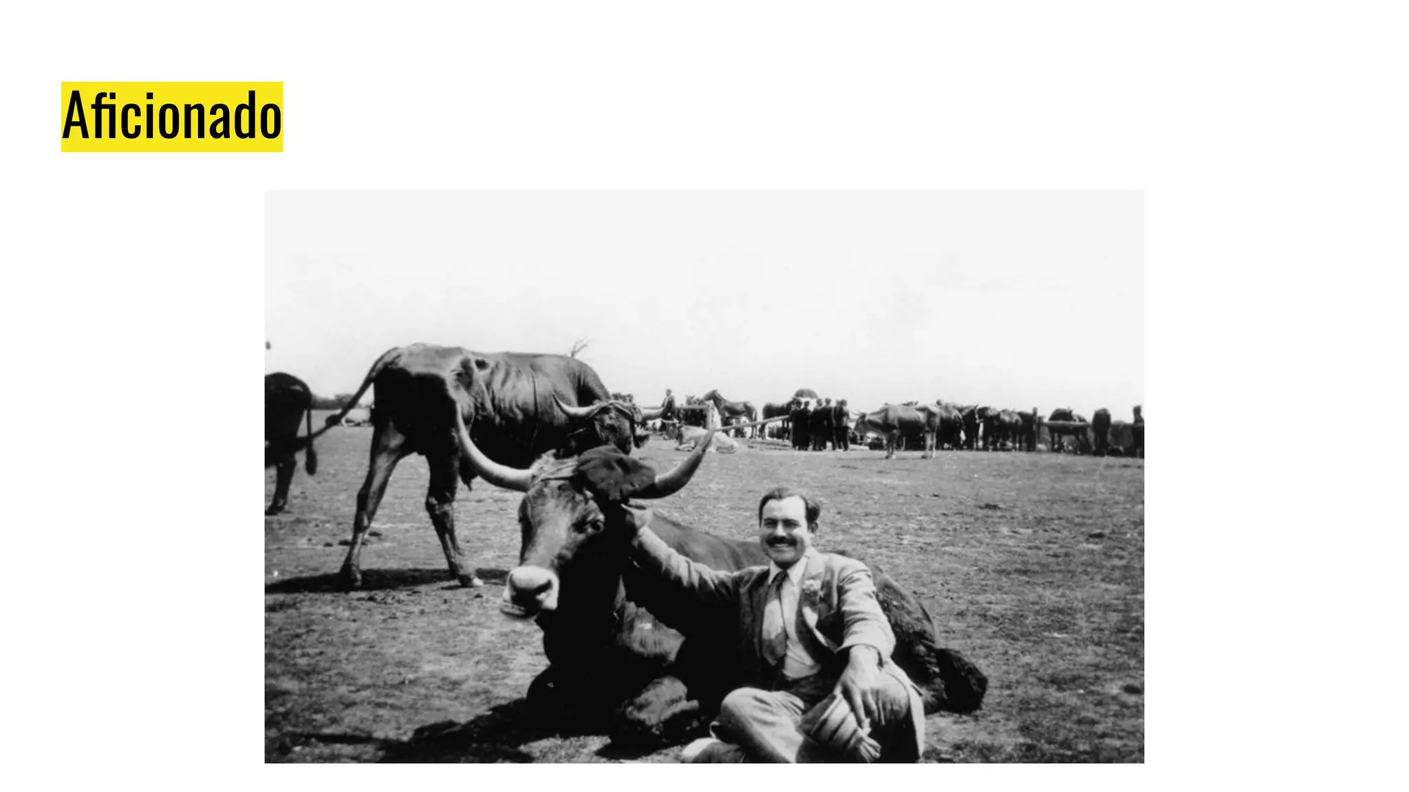 Aﬁcionado
 