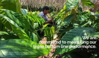 We are
committed to measuring our
triple bottom line performance.
Photo: Domingo Cumes, grafting cacao
saplings in Monte Grande’s nursery.
12
 