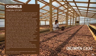 CHIMELB
ORIGIN STORY
Finca Chimelb’s scale is unparalleled in the region: the
farm spans 4,500 hectares, 2,298 of which are natural
and planted forest protected by the farm. Chimelb is
the largest cacao farm in Alta Verapaz, at 250
hectares of cacao cultivation, and also grows specialty
coffee, rubber, eucalyptus, and pine. Finca Chimelb
employs approximately 400 workers across all crops
on average, reaching more than 2,000 workers during
peak harvest of coffee, and pays social security for all
employees. 10 of the 50 workers dedicated to cacao
during peak harvest are women. Finca Chimelb has an
exceptionally diverse clonal garden to evaluate both
heirloom and new clones, monitor tree productivity
and compatibility, and use data to increase yields. The
farm espouses environmentally friendly cultivation,
planting cover crops to control soil erosion and
analyzing micro-organisms in the most fertile areas of
the farm to reproduce and introduce them into less
fertile areas. Finca Chimelb has hosted multiple
trainings for local smallholder farmers in collaboration
with Cacao Verapaz, and takes its social
responsibility seriously in contributing to the
Guatemalan cacao industry through a combination
of trainings, employment, clonal development, and
research into best practices for the local climate and
terroir.
Finca Chimelb’s newly constructed solar dryer is filled to
the brim with drying cacao.
22
 