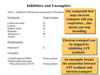 Inhibitors and Uncouplers
Any compound that
Table 1. Inhibitors of Respiration and Oxidative Phosphorylation compound that
Any
Site-Specific

Target Complex

Carbon monoxide
Cyanide
Sodium Azide
Rotenone
Antimycin A
Amytal

IV
IV
IV
I
III
I

Phosphorylation
Oligomycin

Fo

Uncouplers
2,4-Dinitrophenol (DNP)
Trifluorocarbonylcyanide
Phenylhydrazone (FCCP)

Proton gradient
Proton gradient

stops electron
stops electron
transport will stop
transport will stop
respiration…this
respiration…this
means you stop
means you stop
breathing
breathing

Electron transport can
Electron transport can
be stopped by
be stopped by
inhibiting ATP
inhibiting ATP
synthesis
synthesis
An uncoupler breaks
An uncoupler breaks
the connection between
the connection between
ATP synthesis and
ATP synthesis and
electron transport
electron transport

 