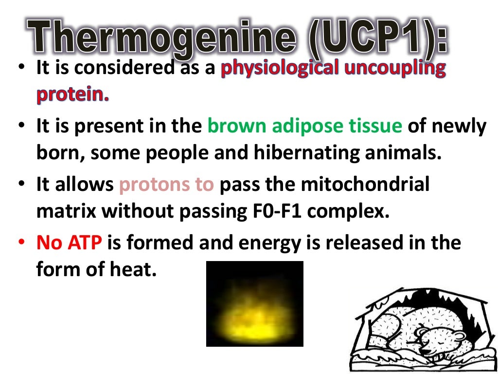 Uncouplers of oxidative phosphorylation