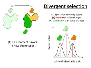 Divergent selection(2) Speciation certainly occurs(3) Mean trait value changes(4) Variance in trait value changesEnvironment  favors 2 new phenotypes