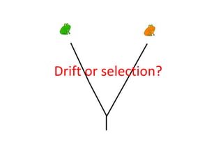 Drift or selection?