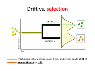 Drift vs. selection