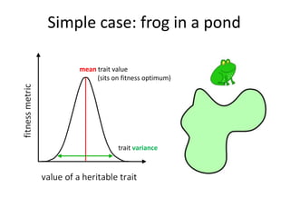 Simple case: frog in a pondmean trait value           (sits on fitness optimum)trait variance