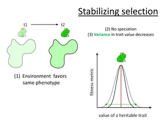 Stabilizing selection(2) No speciation(3) Variance in trait value decreasesEnvironment  favors same phenotype