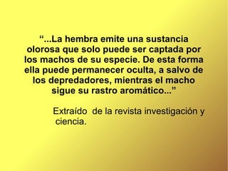 “...La hembra emite una sustancia
 olorosa que solo puede ser captada por
los machos de su especie. De esta forma
ella puede permanecer oculta, a salvo de
  los depredadores, mientras el macho
        sigue su rastro aromático...”

      Extraído de la revista investigación y
      ciencia.
 