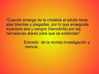 “Cuando emerge de la crisálida el adulto tiene
alas blandas y plegadas, por lo que enseguida
inyectará aire y sangre (hemolinfa) por las
nervaduras alares para que se extiendan”

         Extraído de la revista investigación y
         ciencia.
 